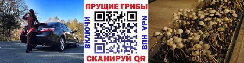 Псилоцибиновые грибы Cubensis  Зубцов 